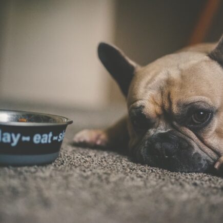 Une alimentation de choix pour mon animal